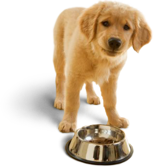 dogfooter